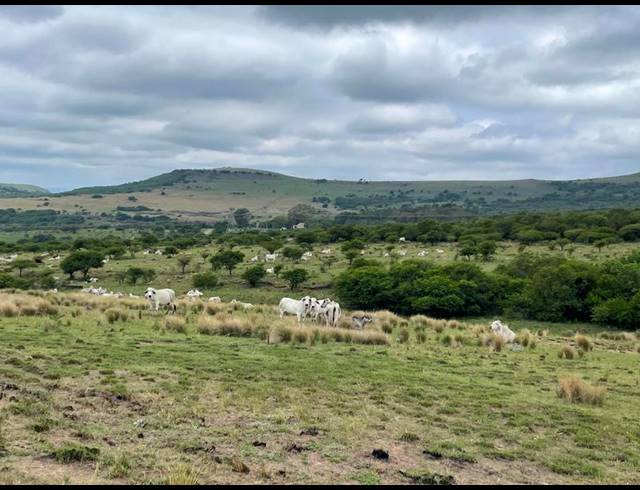 FARM FOR SALE IN GREYTOWN